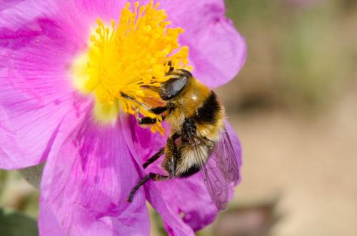 Merodon equestris