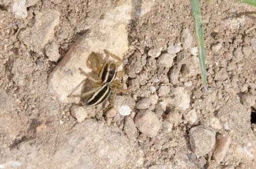 Réf. 181 214 : Phlegra bresnieri