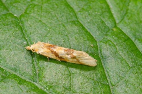 Réf. 181 219 : Aethes deaurana