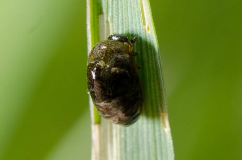 Réf. 181 591 : Oulema sp.