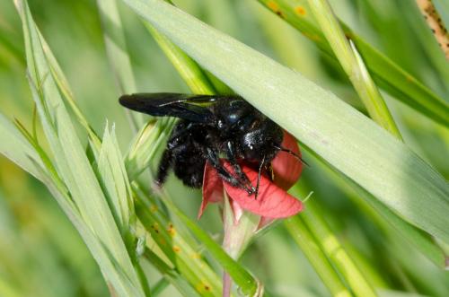 Réf. 181 594 : Xylocopa iris