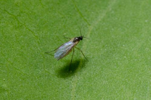 Bradysia sp.