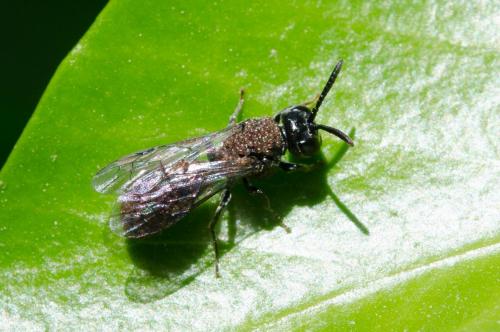 Psenulus sp.