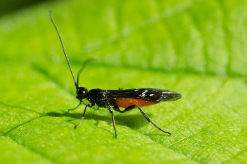 Atanycolus sp.