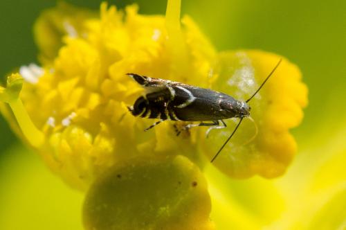 Glyphipterix sp.