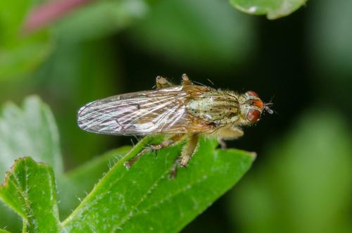 Scathophaga stercoraria