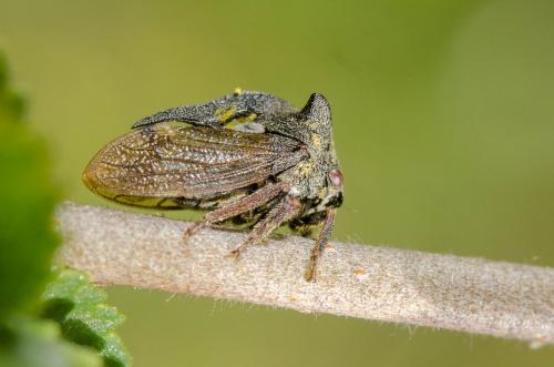 Réf. 181 752 : Centrotus cornutus