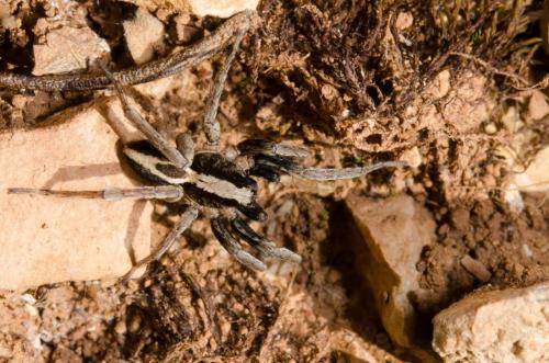 Alopecosa albofasciata