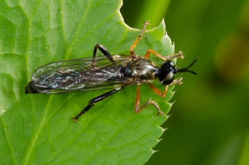 Dioctria rufipes
