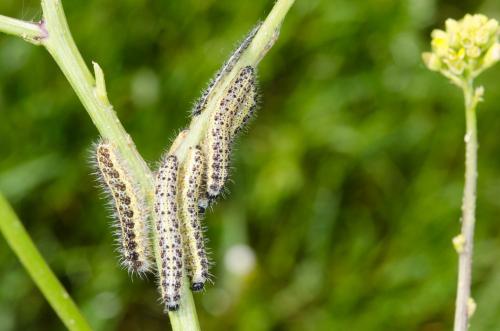 Pieris brassicae
