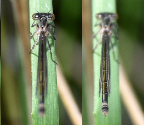 Ischnura elegans