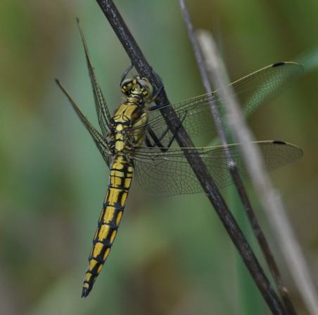 Réf. 181 426 : Orthetrum cancellatum