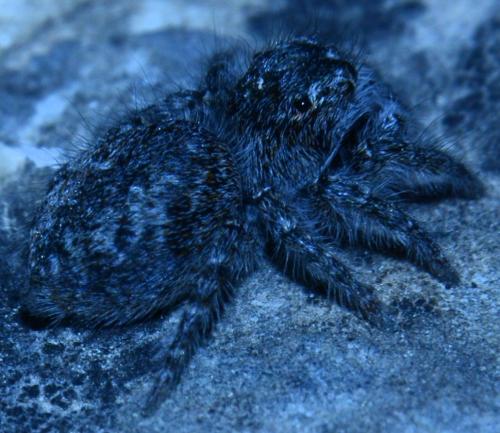 Philaeus chrysops