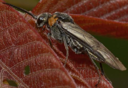 Dolerus haematodes
