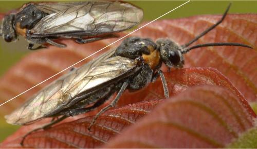Dolerus haematodes