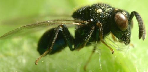 Perilampus sp.
