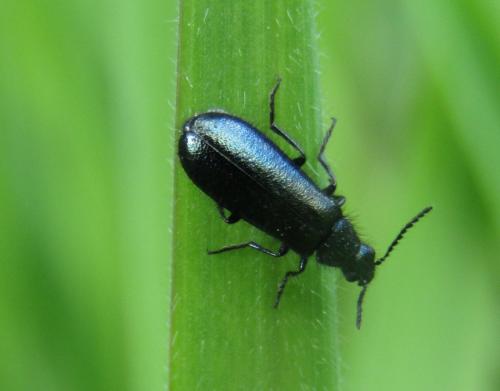 Réf. 181 132 : Dasytes caeruleus