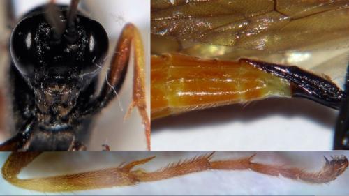 Réf. 181 247 : Perispuda sulphurata