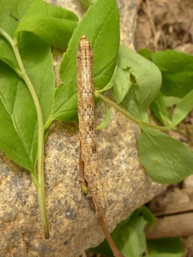Réf. 181 449 : Alcis repandata