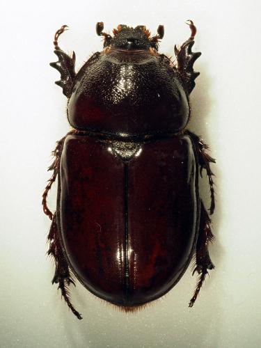 Réf. 181 878 : Oryctes boas