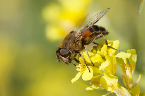 Eristalis similis