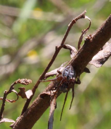 Agalenatea redii