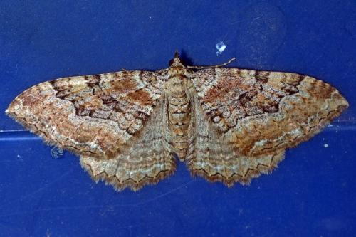 Hydria cervinalis