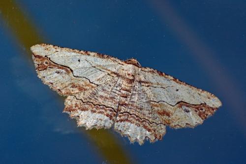 Menophra abruptaria
