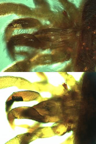 Réf. 181 718 : Allothrombium fuliginosum