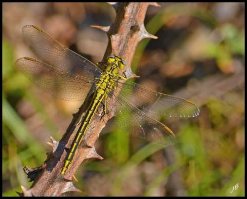 Gomphus pulchellus