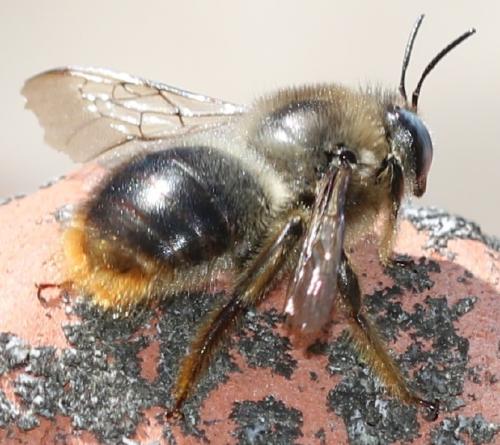 Réf. 181 231 : Xylocopa cantabrita