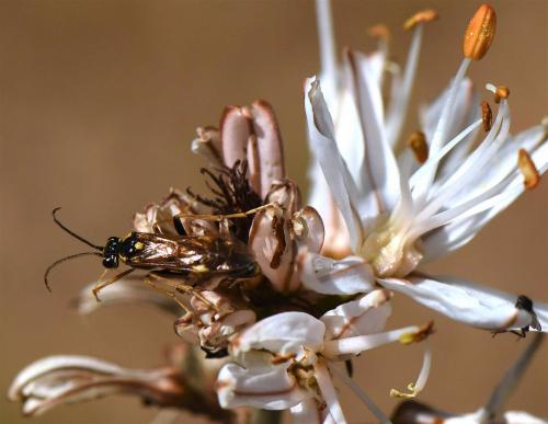 Réf. 181 827 : Tenthredopsis sp.