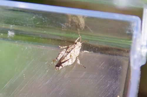 Tetrix sp.