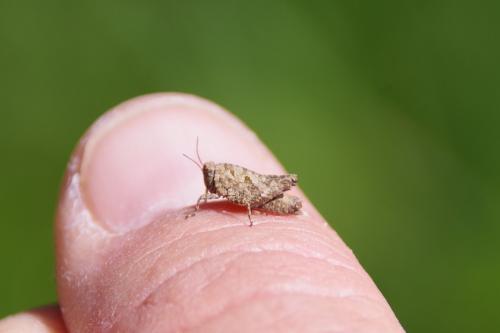Tetrix sp.