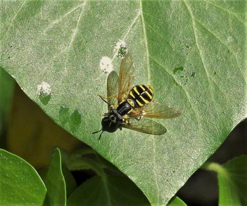 Chrysotoxum sp.