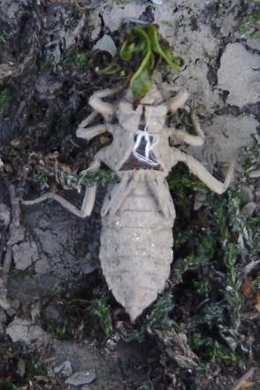 Gomphus sp.