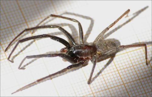 Segestria florentina