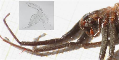 Segestria florentina