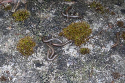 Réf. 181 562 : Ommatoiulus sabulosus