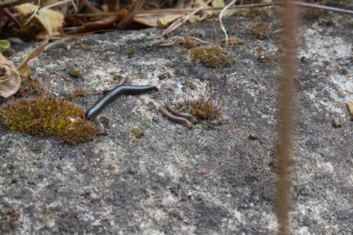 Réf. 181 563 : Ommatoiulus sabulosus