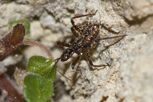 Réf. 181 429 : Rhynocoris cuspidatus