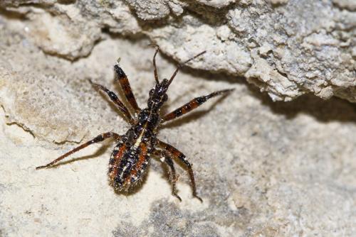 Rhynocoris cuspidatus