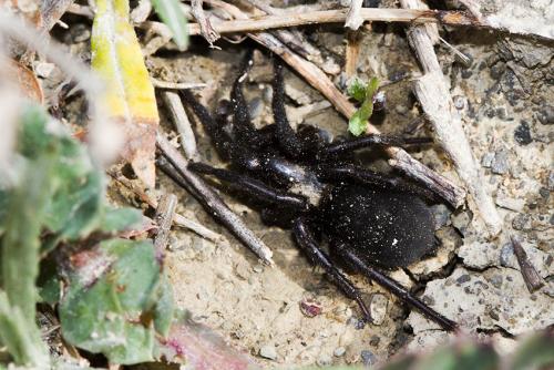 Réf. 181 505 : Gnaphosa sp.