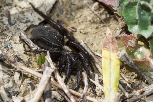 Gnaphosa sp.