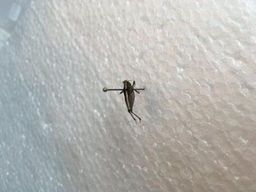 Tetrix sp.