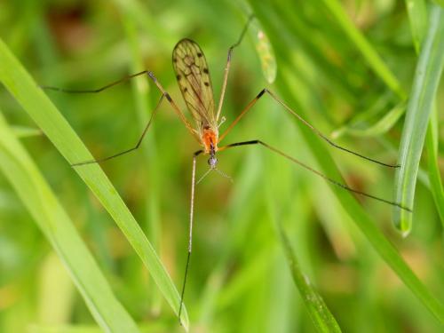 Réf. 181 303 : Limonia nigropunctata