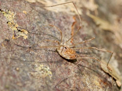 Rilaena triangularis