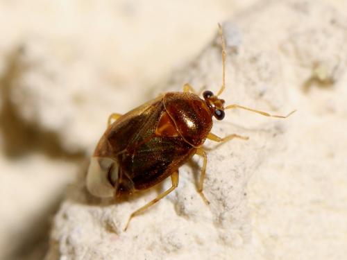 Deraeocoris lutescens