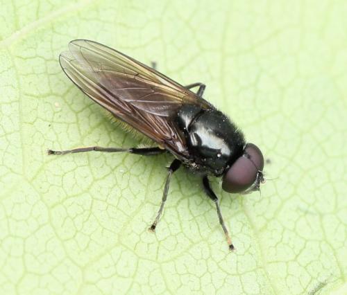 Cheilosia ranunculi