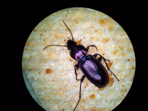 Réf. 181 542 : Pterostichus externepunctatus